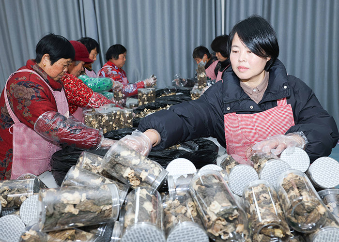 ç¾Šè‚šèŒæ’‘起致富“致富伞â€ã€‚郑洪光摄