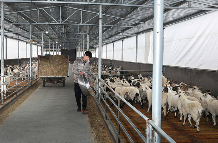 淮北矿业集团æ´å»ºçš„æ ‡å‡†åŒ–羊棚。郑洪光摄