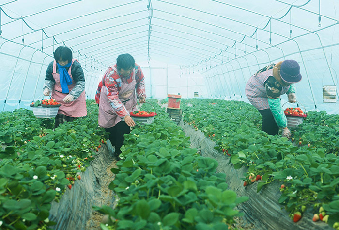 羊肚èŒå¤§æ£šæ‡èŒ¬é—´ç§æ¤çš„è‰èŽ“å–œèŽ·ä¸°æ”¶ã€‚éƒ‘æ´ªå…‰æ‘„